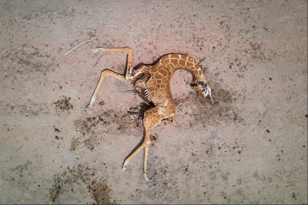 Las imágenes de las jirafas muertas de sed que dan la vuelta al mundo como alerta del cambio climático