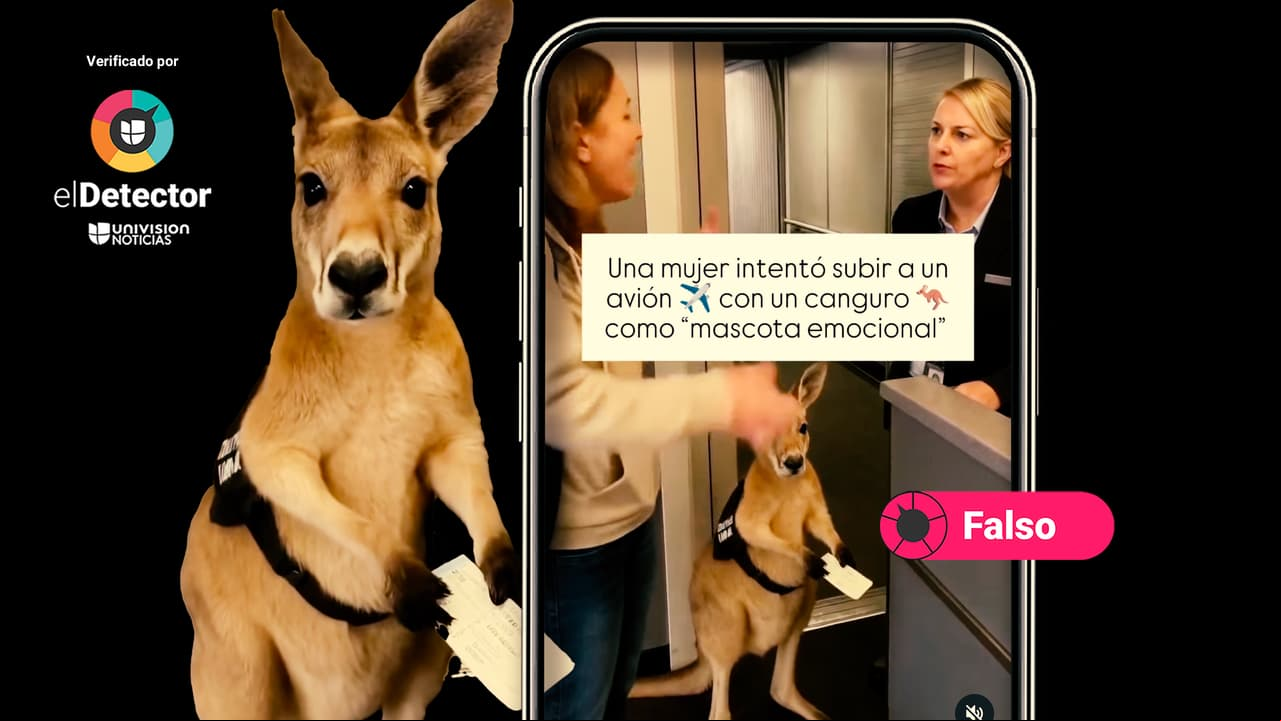El video de una mujer que intenta abordar un avión con un canguro de “mascota emocional” NO es real: es IA